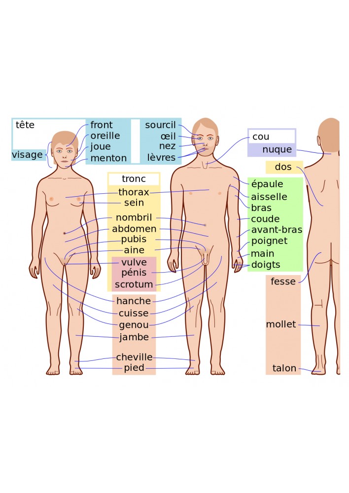 Poster Anatomie Le corps humain - Affiche ou Cadre